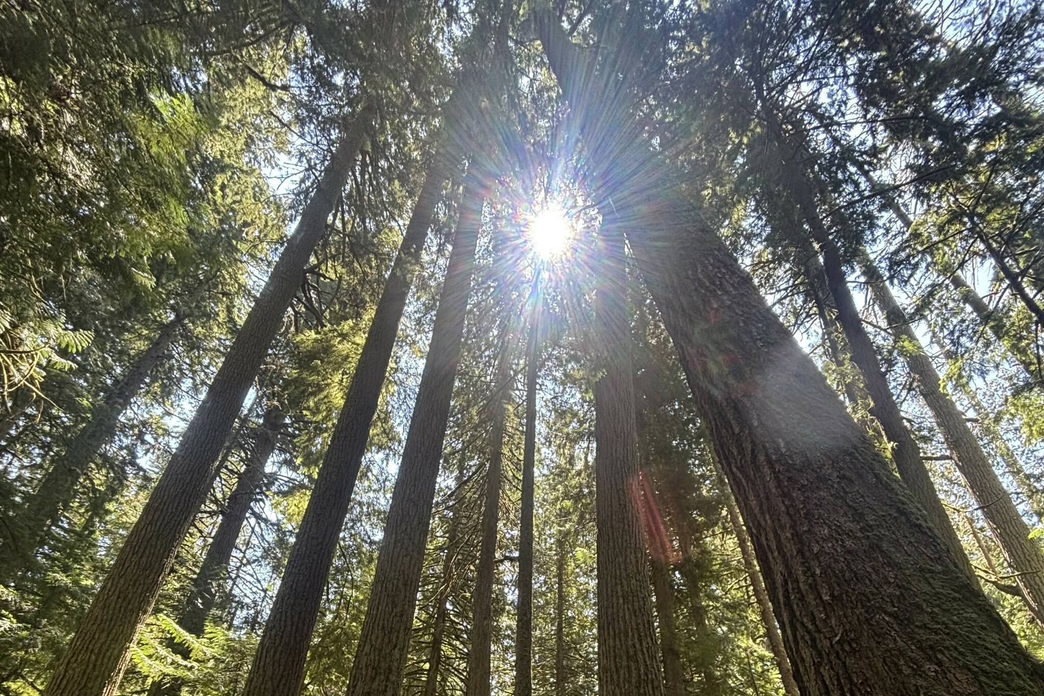 Land of the Giants, indeed. Photo by Kevin Hanson