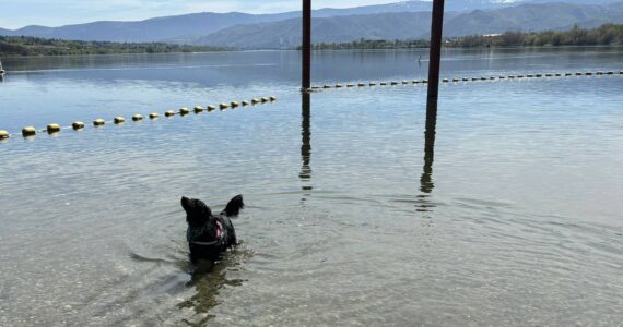 PHOTO BY SHARON HANSON 
A large swimming area is a popular feature at family-friendly Wenatchee Confluence State Park. Here, Rosie enjoys a quick dip in the Columbia River on a warm day.