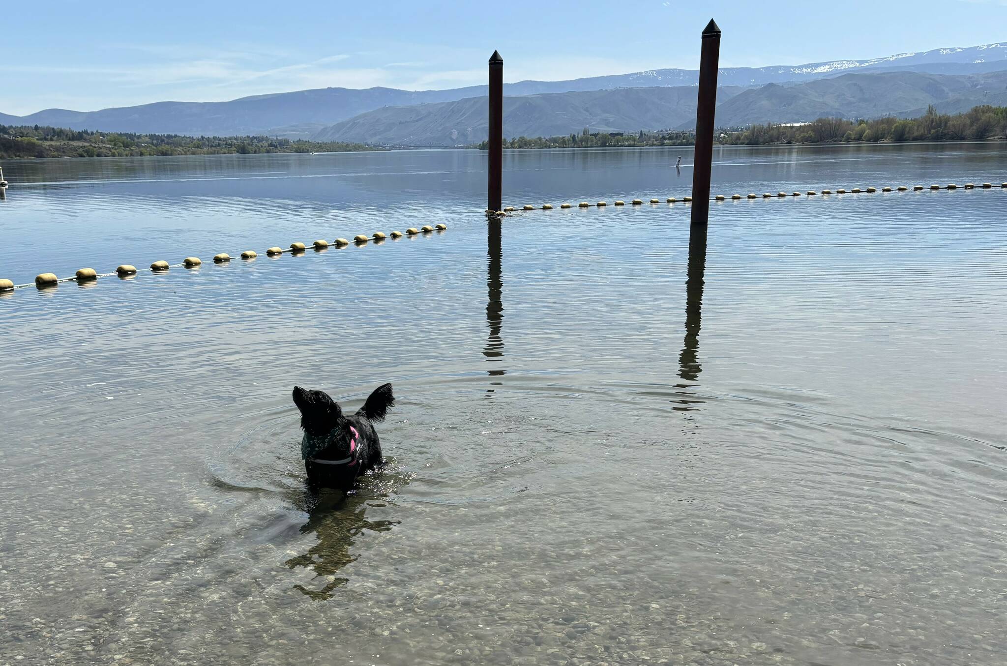 PHOTO BY SHARON HANSON A large swimming area is a popular feature at family-friendly Wenatchee Confluence State Park. Here, Rosie enjoys a quick dip in the Columbia River on a warm day.