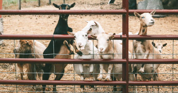 Baby goats galore will again visit the Simple Goodness Sisters Soda Shop for the annual Goats and Garlic Festival. Submitted Photo