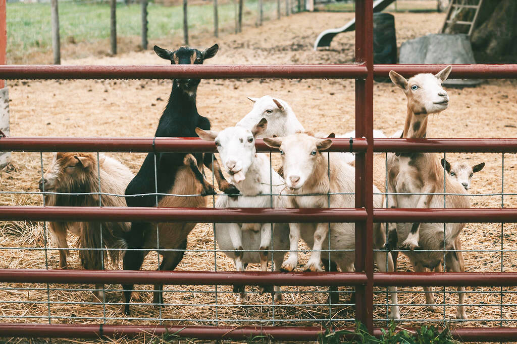 Baby goats galore will again visit the Simple Goodness Sisters Soda Shop for the annual Goats and Garlic Festival. Submitted Photo