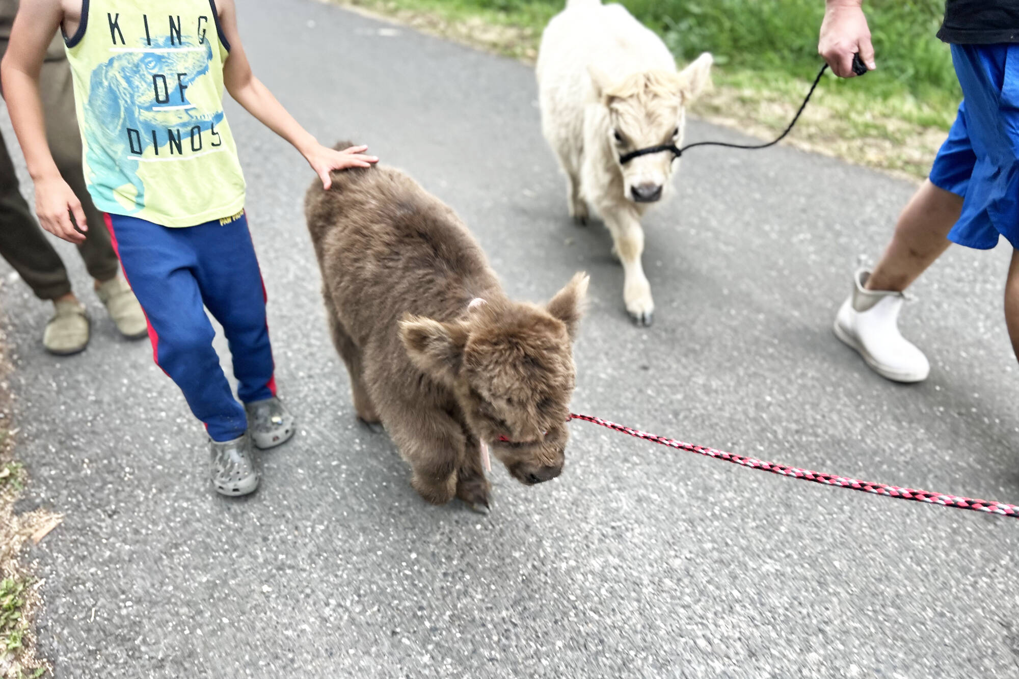Daisey and Darla, two micro-mini Scottish Highland cows, had to be walked across the bridge to become part of a the local Heritage Farm School's Montessori program. Photo courtesy Tara Twiggs