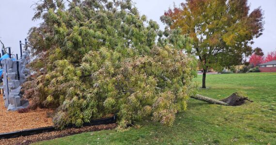 A tree blew down at Dwight Garrett Park in Enumclaw during the last windstorm the weekend of Oct. 24. Photo by Ray Miller-Still