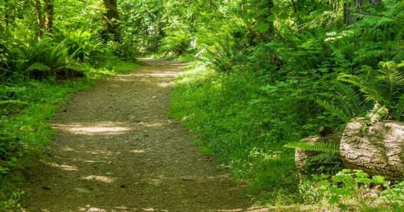 The 1.5 mile trail at Nolte State Park is mostly flat, with a steep incline at one point. Still, it’s good for beginners. Photo courtesy Washington State Parks
