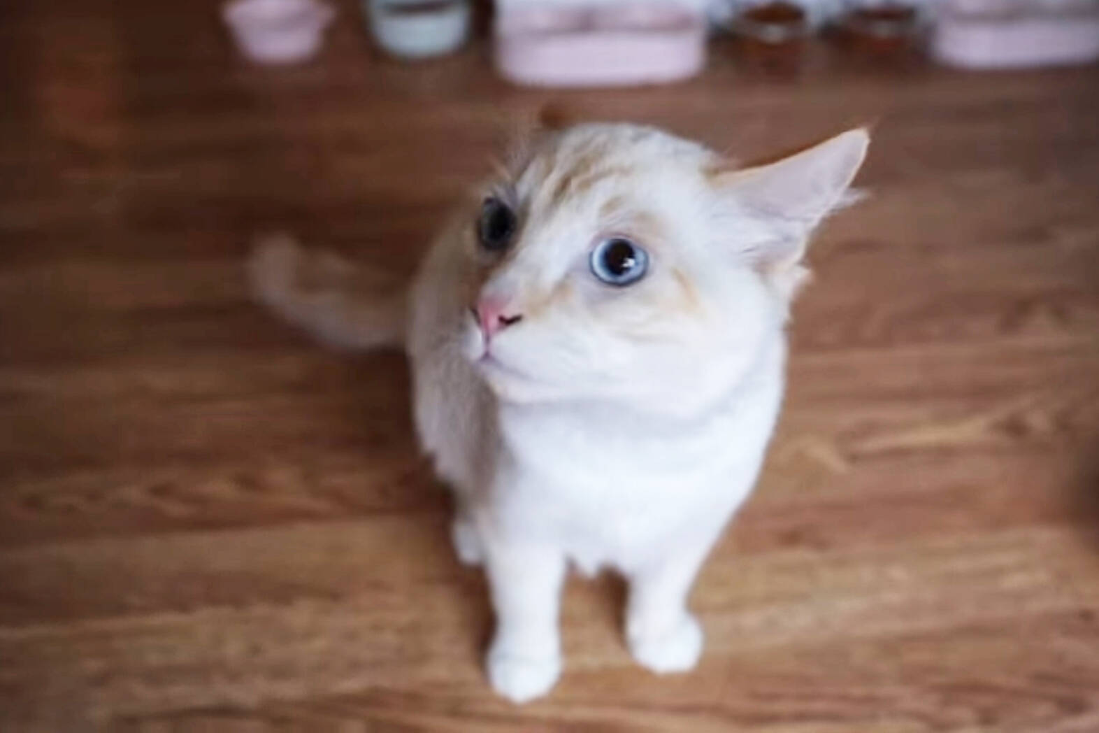 This is just one of more than one hundred cats confiscated in Buckley after an anonymous tip led Buckley police officers to a local home. Image courtesy Pierce County Sheriff's Office