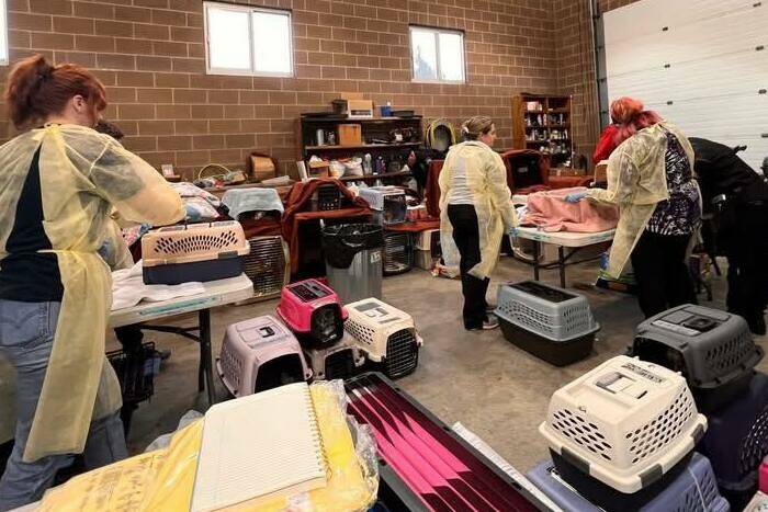 Volunteers triaged cats after the seizure to help determine what sort of aid and treatment the animals needed. Photo courtesy Buckley Police Department