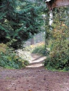 Plan for demo forest nearing the deadline