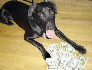 Sabre taking a bite out of drug crimes in Black Diamond