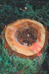 Arborist offers help for trees