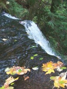 Fennel Creek stability vital to Bonney Lake