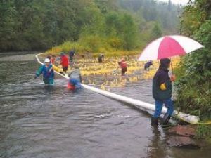 Weather fit for a duck