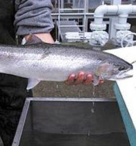 Tribe and state at a loss why steelhead numbers dropping