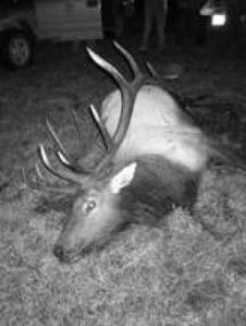 Authorities are offering a reward for information leading to the poacher who shot this elk last week near Enumclaw.