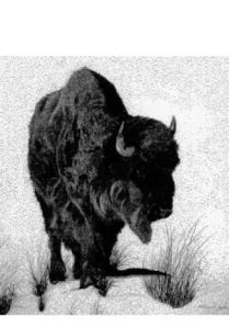 Sallie Zydek’s work