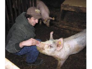 Alex Thomas is one of 39 fellow Enumclaw High FFA members and Ganados 4-H Club members busily preparing for the Northwest Junior Livestock Show and Sale