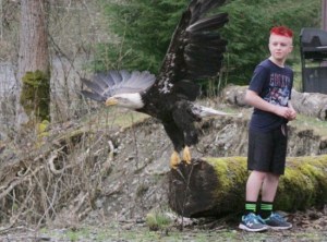 A bald eagle took flight along the Green River recently after being nursed back to health by animal rescue advocates. The eagle had been injured and was found near Flaming Geyser State Park.