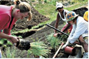 Pierce Conservation District Stream Team provided these gems of volunteers  installing a rain garden in Buckley July 25. Volunteers dug out a 400-square-foot area near the Buckley Youth Activity Center building