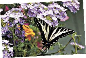Arne Lauritzen captured this butterfly at his Enumclaw home.