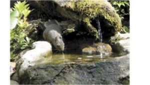 A squirrel noses around a Bonney Lake  garden designed by  Irene Mills of The Plant Mommy