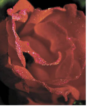 This image is one of many by Bonney Lake photographer Mike Dilbeck to be shown at his exhibit as part of Enumclaw Gallery 2009.