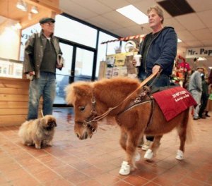While the broader definition of service animal includes everything from ferrets to pigs