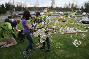 Lake Ridge and Mountain View middle school students planting the memorial tree for Julieanne Cieslikowski at Bonney Lake High School.