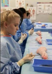 Maddie Lea attended the 2016 MultiCare Nurse Camp