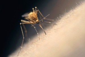 During last year’s mosquito season