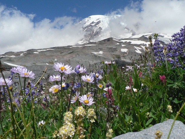 Wildflowers above Paradise