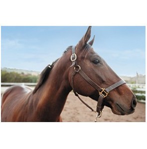 The West Nile virus is potentially fatal to horses.