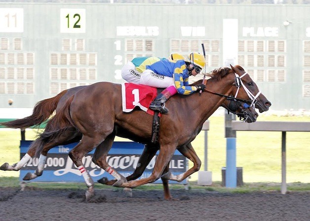 Pippa Bou Peep (No. 1) and jockey Eliska Kubinova score a head victory over Seeking the Light in the $50