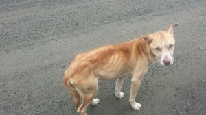 Baby Bear weighed 57 pounds before he was taken to the vet by Dylan Parkinson and Amanda Guarascio