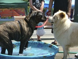 Two new friends enjoy the pool at Mutts off Main Saturday in Sumner.
