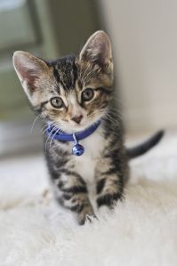 Taking care of kittens