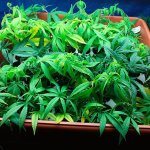 Land is being cleared on two undeveloped parcels east of downtown Buckley for a new marijuana grow operation. File image.