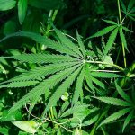 Bonney Lake puts marijuana on Planning Commission docket
