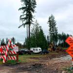 Logging in the WSU forest has already started to make room for both the future Costco, as well as to eventually extend 204th Avenue to state Route 410. Photo by Bailey Josie.