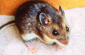 Hantavirus pulmonary syndrome (HPS) is a rare but sometimes deadly disease that people can get by breathing in hantavirus contained in the droppings or urine of deer mice. Image courtesy of Public Health Insider.