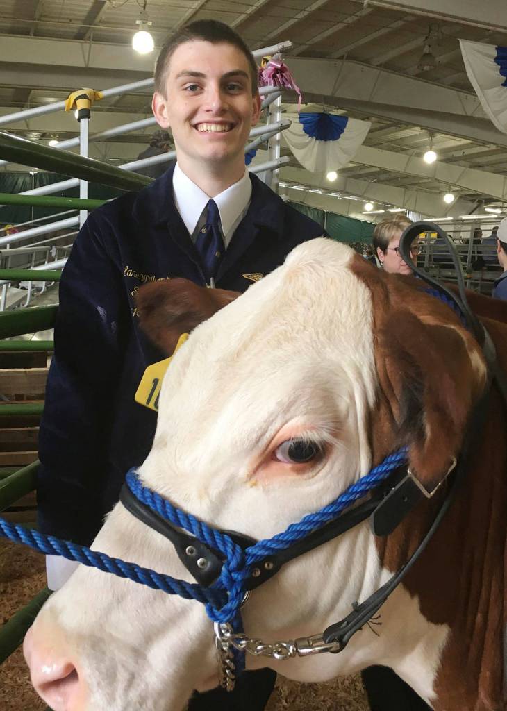 Lane Williams, of the Enumclaw High FFA chapter, showed his steer Franklin at the Junior Livestock Show. Submitted photo.