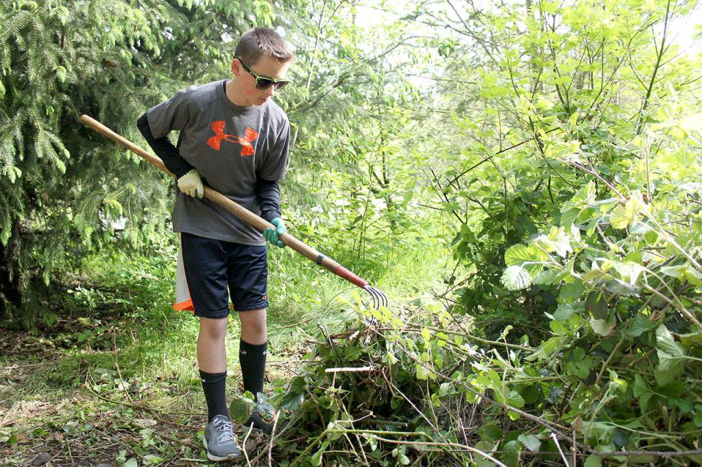 Jackson Coyle, top left, rakes up a bunch of invasive Himalayan blackberry bushes. Photo by Ray Still