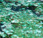 Lake Tapps toxic algae advisory lifted