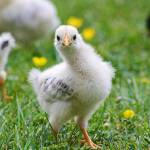 Public health vet says ‘don’t kiss your chicks’ | Public Health Insider