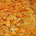 Bonney Lake is home to Troutlodge, the world&rsquo;s largest producer of trout eggs. Image courtesy of the U.S. Fish and Wildlife Service - Midwest Region