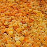 Bonney Lake gets new fish egg facility