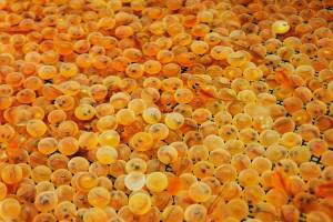 Bonney Lake gets new fish egg facility