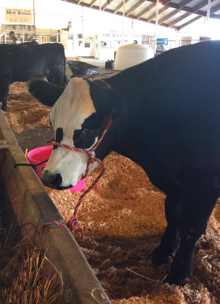 King County Fair | Photo Gallery