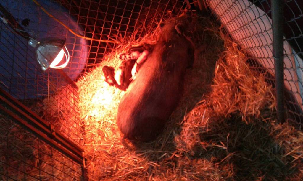 King County Fair | Photo Gallery