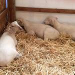 King County Fair | Photo Gallery