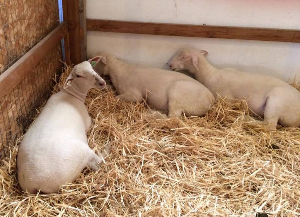 King County Fair | Photo Gallery