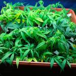 While Bonney Lake may reconsider its ban on marijuana retail stores, it seems apparent the City Council will continue to ban marijuana producers and processors from city limits. File image